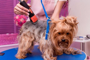 Podrezivanje pasa: posebni alati, nijanse postupka Podrezivanje pasa: posebni alati, nijanse postupka